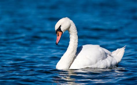 red swan near me